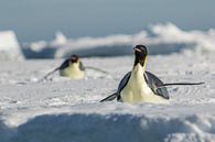 Kaiserpinguin auf antarktischer Eisscholle von Family Everywhere Miniaturansicht