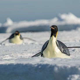 Emperor's penguin on Antarctic ice floe by Family Everywhere