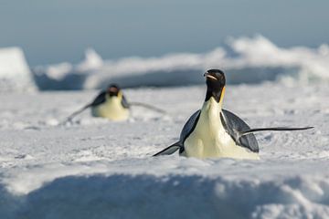 Keizerspinguin op ijsschots Antarctica