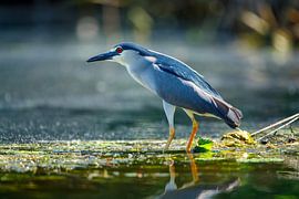 Danube Delta Night Heron
