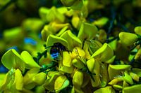Brem struik met bloemen en hommel