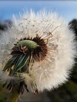 Löwenzahn Nahaufnahme von Melanie Koudijzer