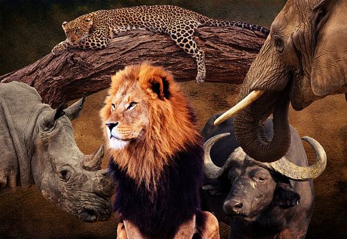 The big 5 by Bert Hooijer