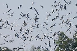 Black-headed gulls at Zwillbrocker Venn just across the border with Germany by Halte 26