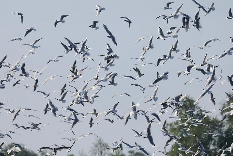 Black-headed gulls at Zwillbrocker Venn just across the border with Germany by Halte 26