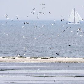 Een schouwspel van vogels en een bootje op Ameland van Bianca Fortuin