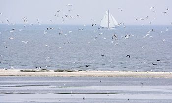 A spectacle of birds on Ameland