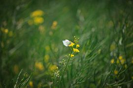 Koolzaadveld van Thomas Jäger