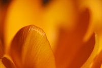 macro crocus