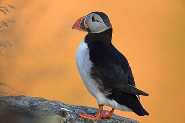 Puffins in the last evening light Norway by Frank Fichtmüller