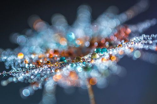 Macrofoto van gekleurde druppen op een pluisje