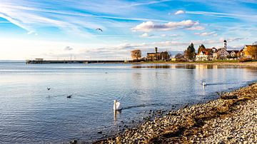 Swans and shore Lake Constance in Langenargen Germany by Dieter Walther