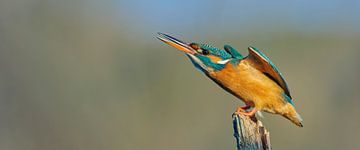 Kingfisher - A bit of a scare, false alarm