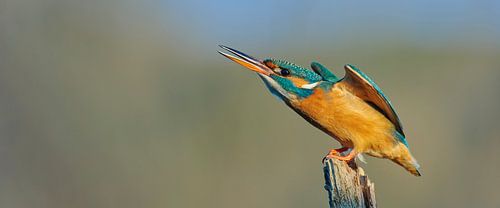 IJsvogel - Even schrikken, vals alarm