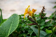 Bird eating nectar van Bram de Muijnck thumbnail