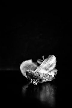 Die Reste: Zwiebel von André Blom Fotografie Utrecht