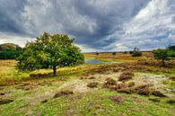 Die Kampina im Herbst von Joran Quinten Miniaturansicht