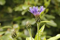 Die Kornblume (Centaurea cyanus)