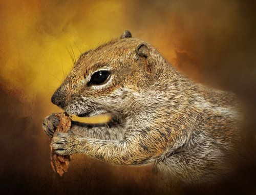 Portret Van Een Lief Eekhoorntje