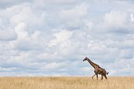 Giraffe loopt over uitgestrekte vlakte van Caroline Piek thumbnail