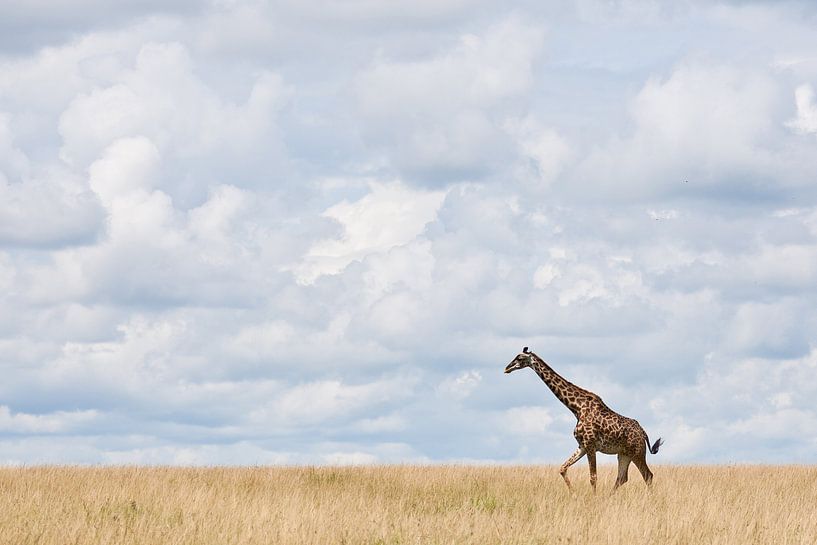 Giraffe loopt over uitgestrekte vlakte van Caroline Piek