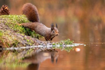 waterspiegeling van gea strucks