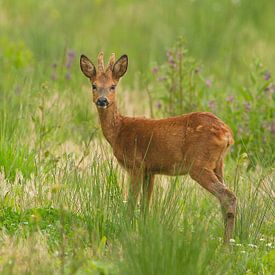 Ree sur HJ de Ruijter