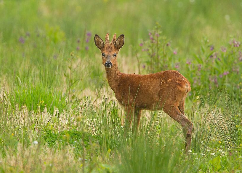 Ree par HJ de Ruijter