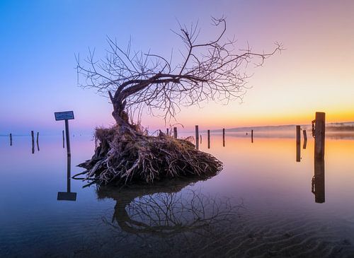 L'arbre dans le lac près de Diessen