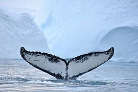 Humpback whale by Wiltrud Schwantz