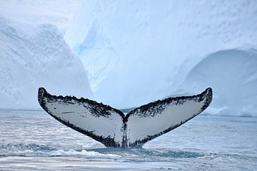 Bultrug walvis van Wiltrud Schwantz