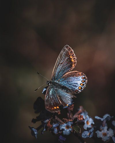 Het vrouwtje van het icarusblauwtje