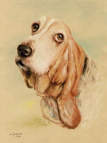 Basset Hound Dog Portrait