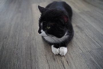 zwarte huiskat met wit slabbetje en witte pootjes