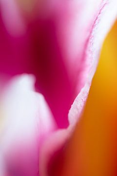 Tulpe abstrakt von Julia Strube