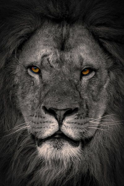 Löwen: Porträt Augen eines Löwen von Marjolein van Middelkoop