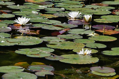 Nénuphar