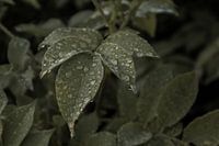 Morning dew