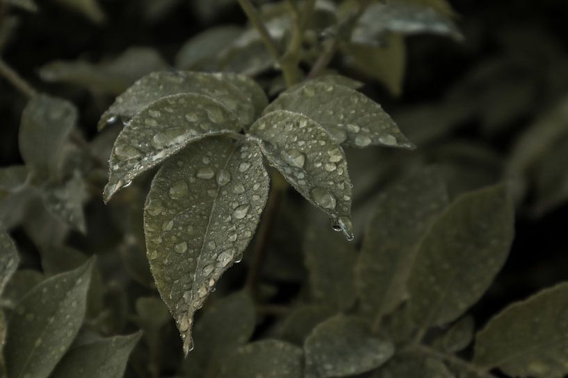 Morning dew by Laurine Prins