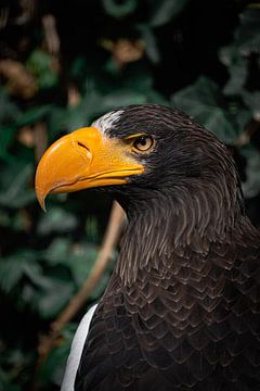 Seeadler von Karina Moersch