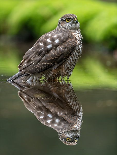 Eurasian Sparrow Hawk taking a bath! van Robert Kok