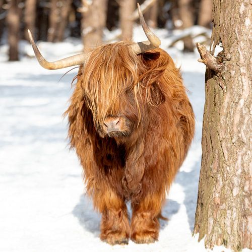 Le mignon Highlander écossais dans la neige