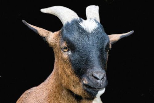 Goat Protrait black background