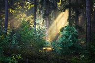 Zonnestralen in het bos van Daniela Beyer thumbnail