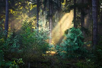 Sunbeams in the forest