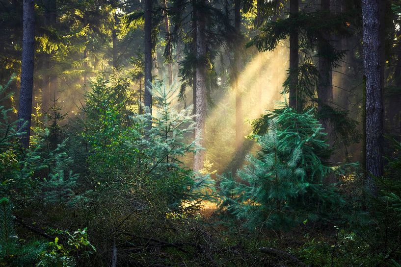 Zonnestralen in het bos van Daniela Beyer