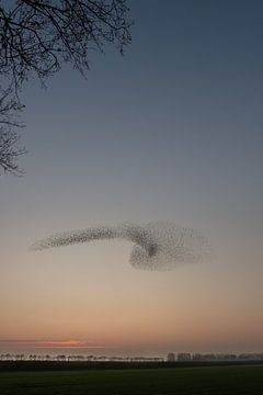Figure dancing starlings by Moetwil en van Dijk - Fotografie