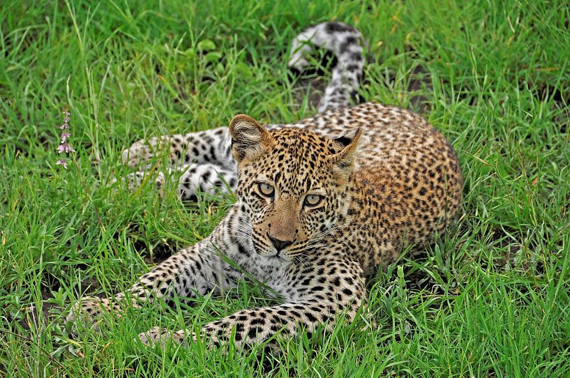 Leopard von Esther van der Linden