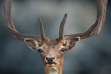 Tête de cerf avec bois sur Anouschka Hendriks