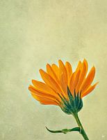 MARIGOLD Calendula Officinalis Calendula Officinal
